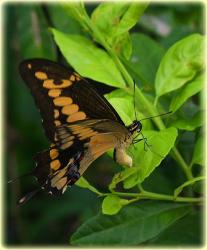 Bocas Seaview Condos butterflies