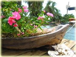 Bocas Seaview Condos flora and fauna