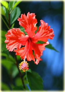 Bocas Seaview Condos - Hibiscus