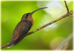 Bocas Seaview Condos birds