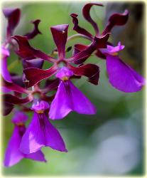 Bocas Seaview Condos orchards