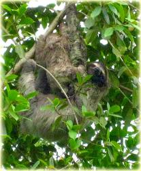 Bocas Seaview Condos sloth